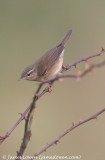 Dusky Warbler 