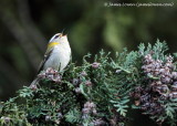 Firecrest 