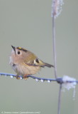 Goldcrest 