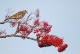 Mistle Thrush 