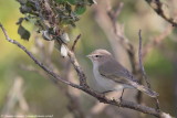 Siberian Chiffchaff 