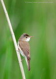 Reed Warbler 