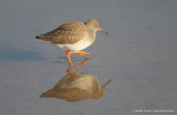 Common Redshank