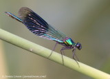 Banded Demoiselle 