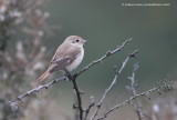 Isabelline Shrike 