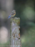 Red-flanked Bluetail 