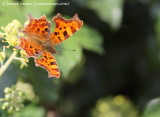 Comma 