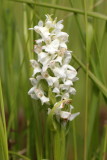 Early Marsh-orchid 