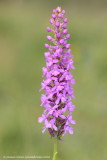 Fragrant orchids