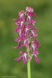 genus Orchis