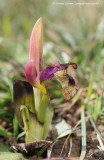 Sawfly Orchid 