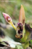 Sawfly Orchid 