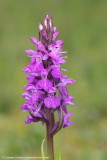 Southern Marsh-orchid 