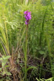 Southern Marsh-orchid (pseudo-Pugsleys) 