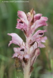 Bedstraw Broomrape 