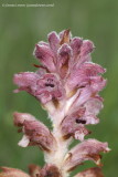 Bedstraw Broomrape 