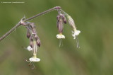 Nottingham Catchfly 