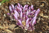 Purple Toothwort 