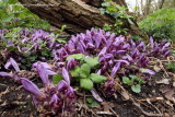 Purple Toothwort 