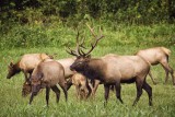 JYD and His Harem -- 2013 Arkansas Elk Rut