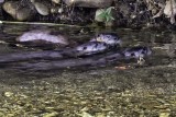 96A7614 river otter swimming 12x8.jpg