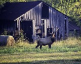 96A6693 5x5 in front of barn 10x8 web.jpg