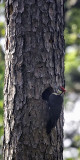 Pileated Woodpecker at Nest