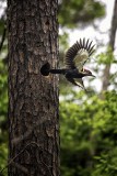 Pileated Woodpecker Leaving Nest