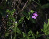 Roadside Phlox at Last Light