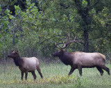 2014 Arkansas Elk Rut is Underway