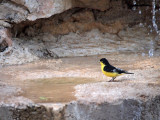 P5270646 - Lesser Goldfinch, To Bathe, or Not to Bathe - Copy (2).jpg
