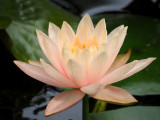 P7199647 - Summer Blossom.jpg