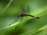 P7199656 - Taking a Break.jpg