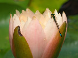 P7199685 - Damselfly.jpg