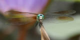 P7199824 - Face to Face.jpg