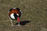 Common shelduck