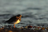 Ruddy turnstone