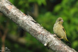 Grey-capped greenfinch