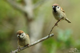 Eurasian tree sparrow