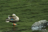 Eastern spot-billed Duck