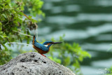 Common kingfisher