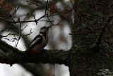 Greater spotted woodpecker