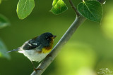 Northern parula