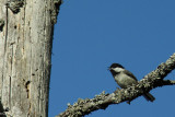 Black-capped chickadee