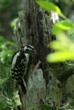 Downy woodpecker