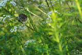 Song sparrow