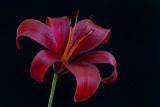 Red Lily 