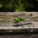 Green Darner