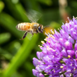 Honey Bee