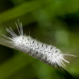 Hickory Tussock Moth Caterpillar Lophocampa caryae